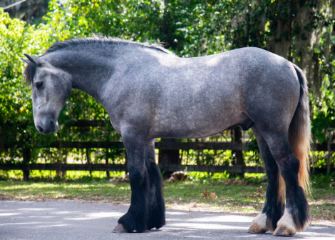 HorseID: 2262623 Teddington - PhotoID: 1036987