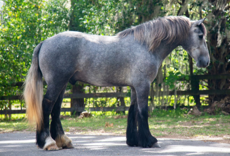 HorseID: 2262623 Teddington - PhotoID: 1036988