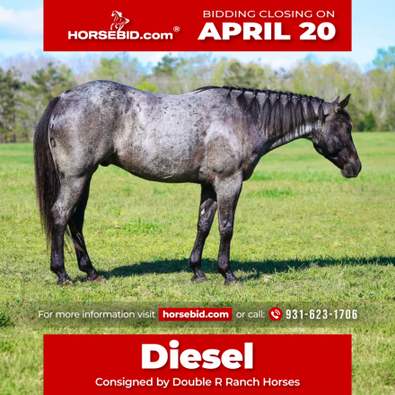 HorseID: 2262624 LC HECKUVA LEO 460 - PhotoID: 1031019