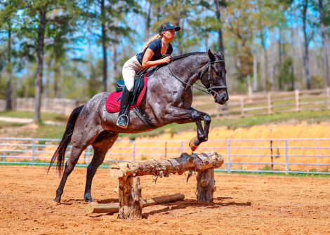HorseID: 2262624 LC HECKUVA LEO 460 - PhotoID: 1032129