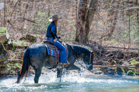HorseID: 2262624 LC HECKUVA LEO 460 - PhotoID: 1062982