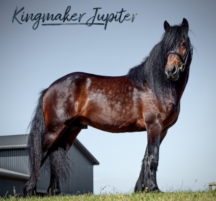 HorseID: 2262652 Kingmaker Jupiter - PhotoID: 1042069