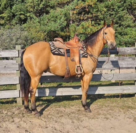 HorseID: 2264787 Buck Duece King - PhotoID: 1041353