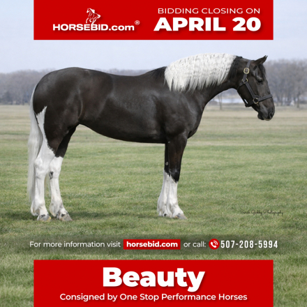 HorseID: 2265020 Beauty - PhotoID: 1042261