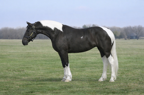 HorseID: 2265020 Beauty - PhotoID: 1042262