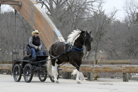 HorseID: 2265020 Beauty - PhotoID: 1042263