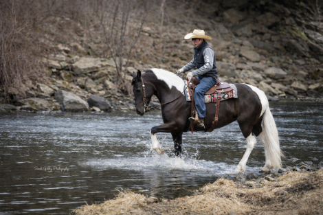 HorseID: 2265020 Beauty - PhotoID: 1042264