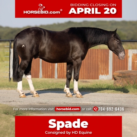 HorseID: 2265021 Spade - PhotoID: 1034260
