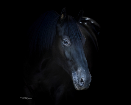 HorseID: 2265021 Spade - PhotoID: 1034261