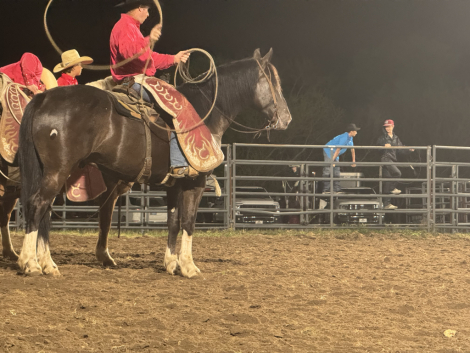 HorseID: 2265021 Spade - PhotoID: 1034263