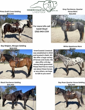 HorseID: 2265675 Horses For Sale - PhotoID: 1035128