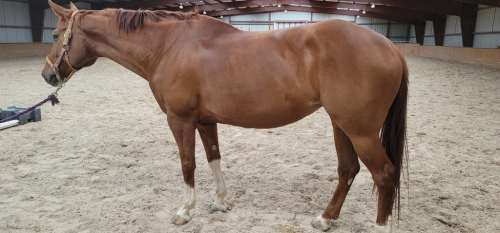 HorseID: 2266813 Barcelona - PhotoID: 1041531