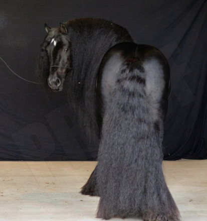 HorseID: 2267876 Dungarvan Black Diamond - PhotoID: 1072341