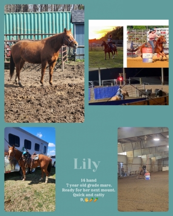HorseID: 2270104 Lily - PhotoID: 1041221