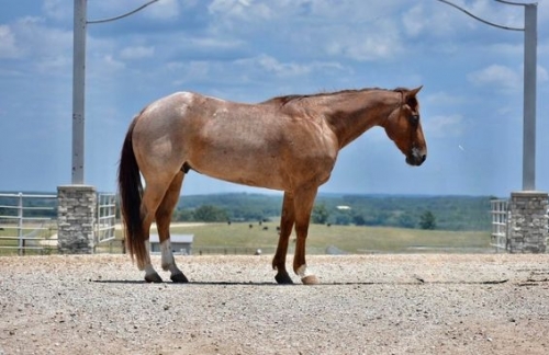 HorseID: 2270109 Roan Pretty Boy - PhotoID: 1041148
