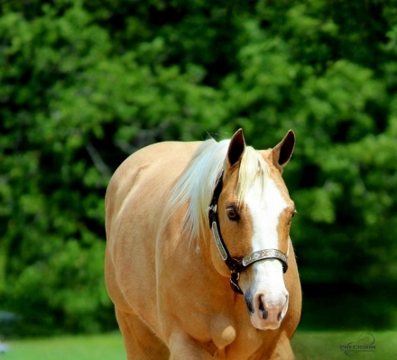 HorseID: 2270153 ZIPS GOLD VALENTINA - PhotoID: 1041185