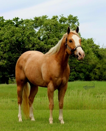 HorseID: 2270153 ZIPS GOLD VALENTINA - PhotoID: 1041186