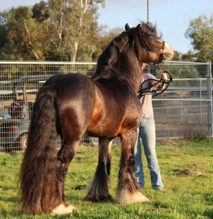 HorseID: 2270274 Indigo's Royal Twilight - PhotoID: 1041348