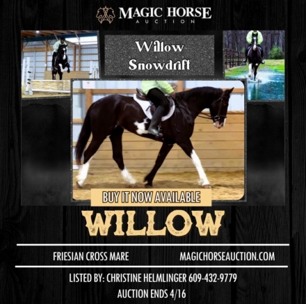 HorseID: 2270319 Willow Snowdrift - PhotoID: 1041390