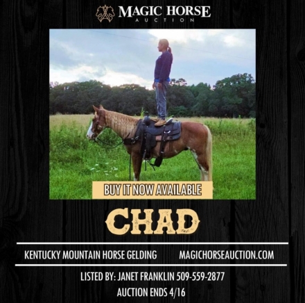 HorseID: 2270331 Chad - PhotoID: 1041403