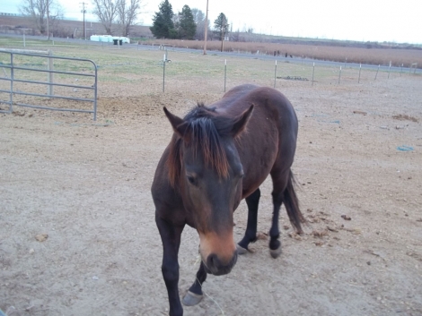 HorseID: 2270364 Tucker Boons Reminix - PhotoID: 1041450