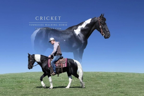 HorseID: 2270381 Cricket - PhotoID: 1041482