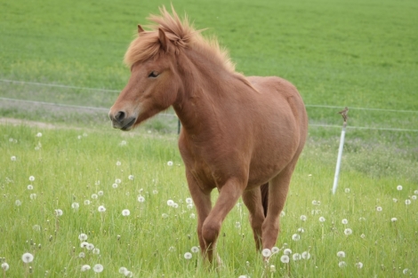 HorseID: 2270449 Viska from Frosty Meadows - PhotoID: 1041555