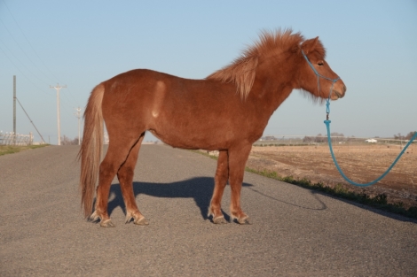 HorseID: 2270449 Viska from Frosty Meadows - PhotoID: 1041557
