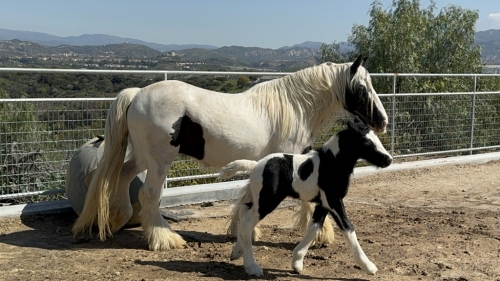 HorseID: 2270450 GREENLAND GYPSY FARM RIO BARVO - PhotoID: 1041560