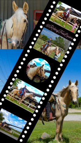 HorseID: 2270533 Zafrina - GAITED- KID SAFE-TRAIL DELUXE- - PhotoID: 1042428