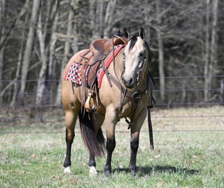 HorseID: 2270653 Bucks Gunuine Spark - PhotoID: 1041810