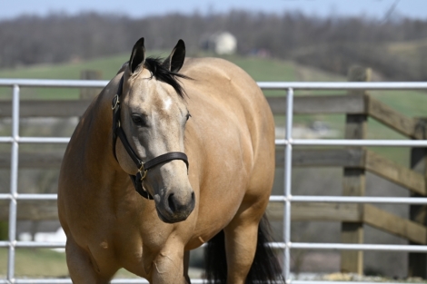 HorseID: 2270653 Bucks Gunuine Spark - PhotoID: 1041812