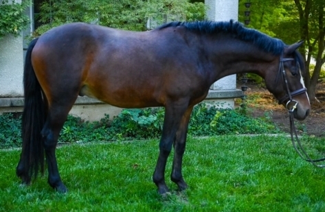 HorseID: 2270712 Searah’s Ready Player One - PhotoID: 1041888