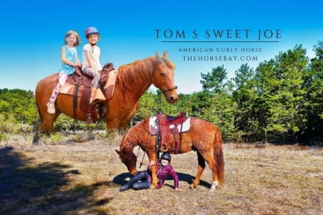 HorseID: 2270752 Tom’s Sweet Joe - PhotoID: 1041924
