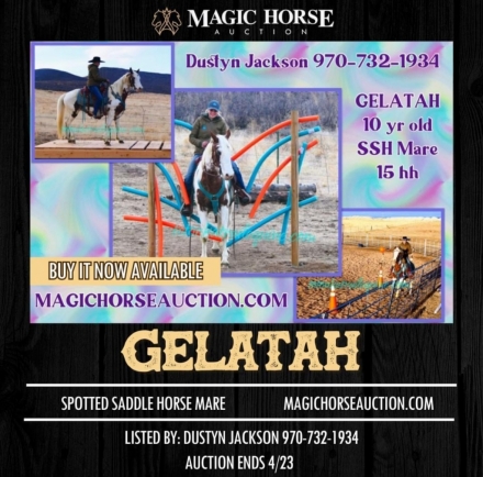 HorseID: 2270824 Gelatah - PhotoID: 1042007