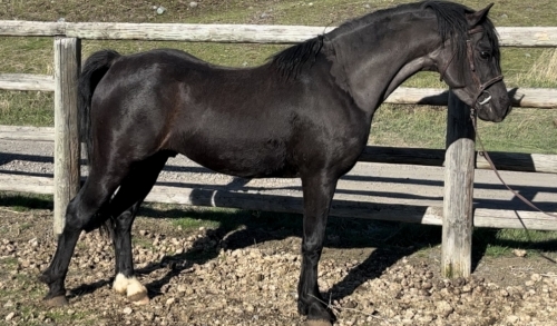 HorseID: 2270843 Evans Black Gruffydd - PhotoID: 1042029