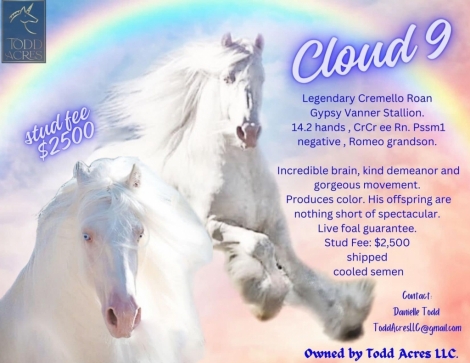 HorseID: 2270989 Cedar Creek Cloud 9 - PhotoID: 1042274