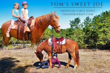 HorseID: 2270994 Tom's Sweet Joe, Gaited Curly Horse! - PhotoID: 1042278