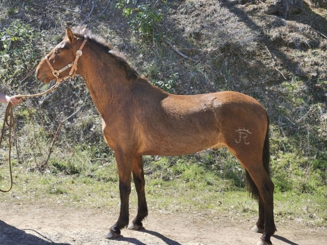 HorseID: 2271008 Soltero RJ - PhotoID: 1042301