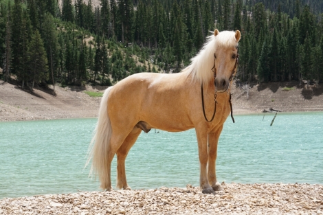 HorseID: 2271112 Litli Keilir from Saga California - PhotoID: 1042438