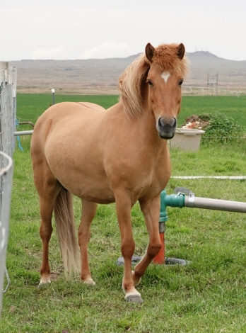HorseID: 2271118 Brenna from Arnarbaeli, USA - PhotoID: 1042440
