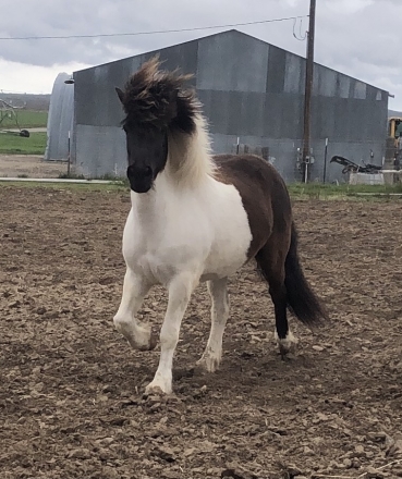 HorseID: 2271120 Vaengskjona from CJ Ranches - PhotoID: 1042448