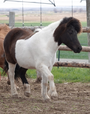 HorseID: 2271120 Vaengskjona from CJ Ranches - PhotoID: 1042451