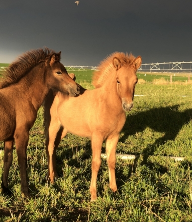HorseID: 2271123 Ljomi from Frosty Meadows - PhotoID: 1042444