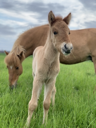HorseID: 2271123 Ljomi from Frosty Meadows - PhotoID: 1042446