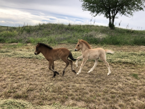 HorseID: 2271123 Ljomi from Frosty Meadows - PhotoID: 1042447