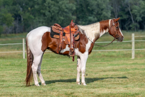 HorseID: 2271125 Painted Head to Detail - PhotoID: 1096148