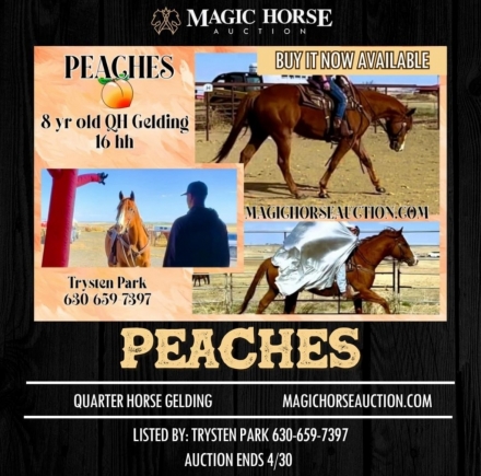 HorseID: 2271148 Peaches - PhotoID: 1042518