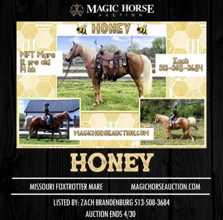 HorseID: 2271157 Honey - PhotoID: 1042543