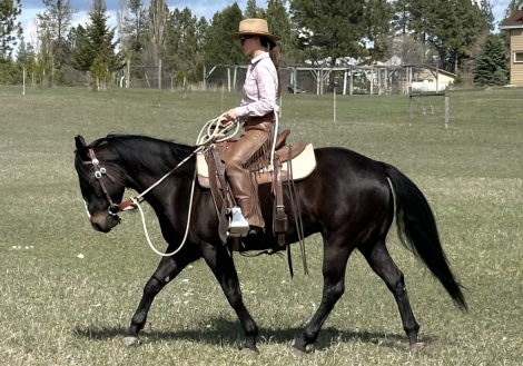 HorseID: 2271158 Lil' Smokey - PhotoID: 1042546
